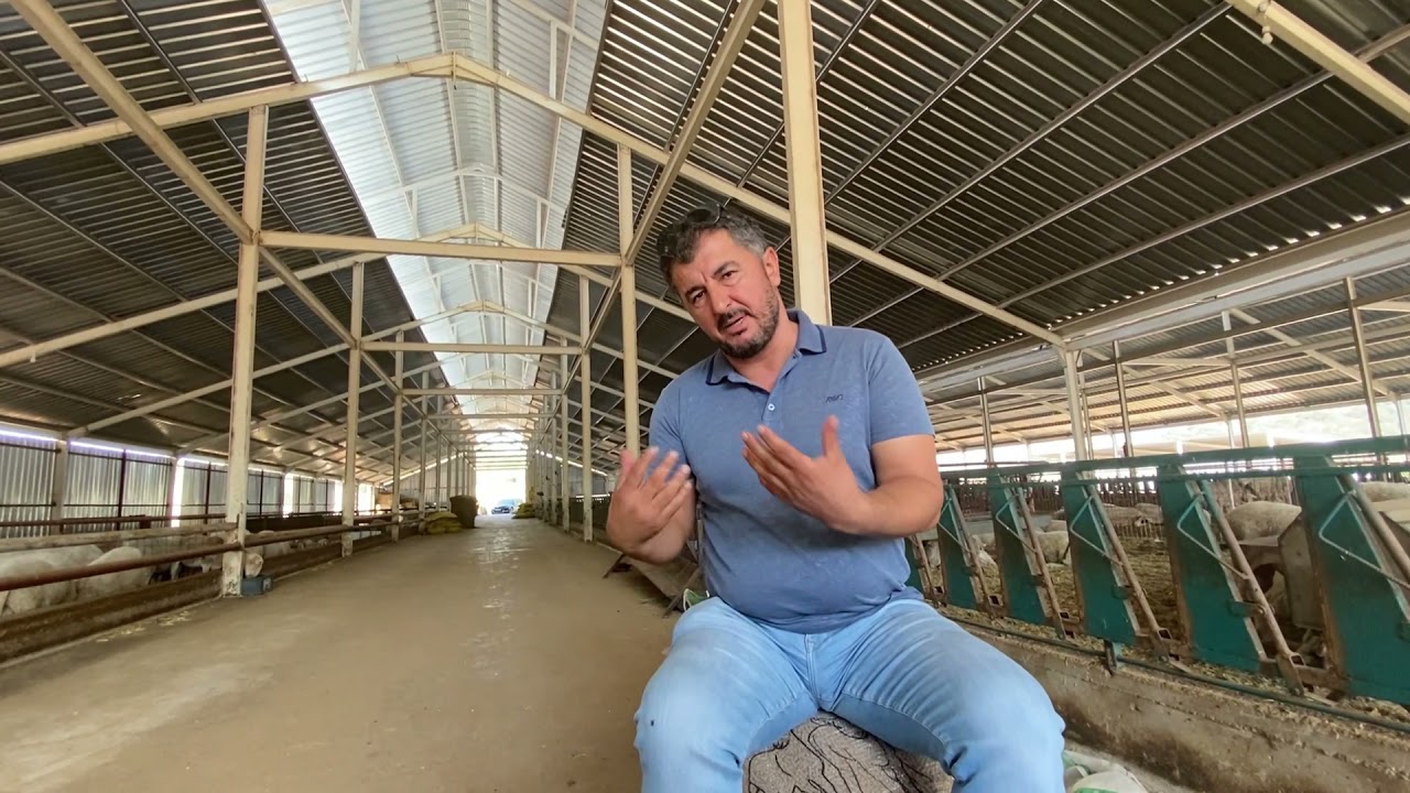 Bir koyun yılda ne kazandırır