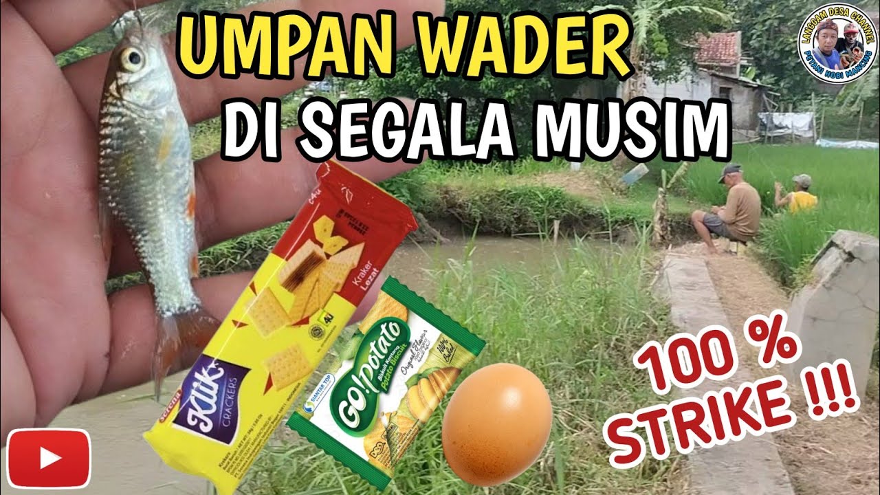 UMPAN MANCING WADER DI SEGALA MUSIM [ 100 % Strike ]