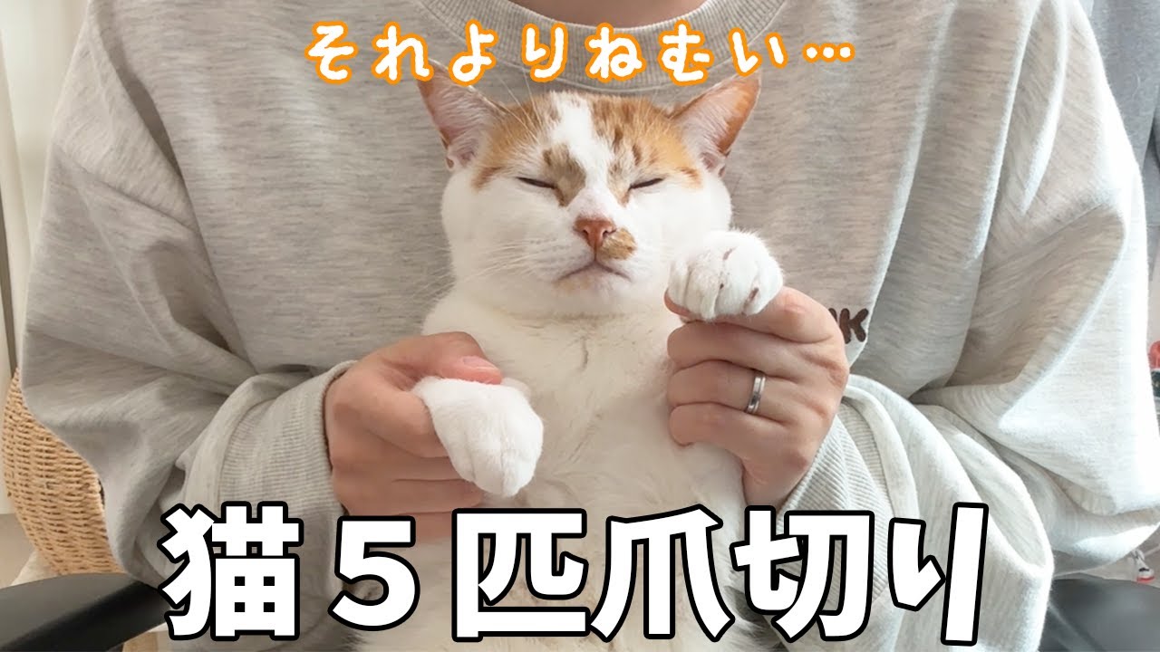爪切りに慣れすぎた猫５匹の爪をまとめて切ります！