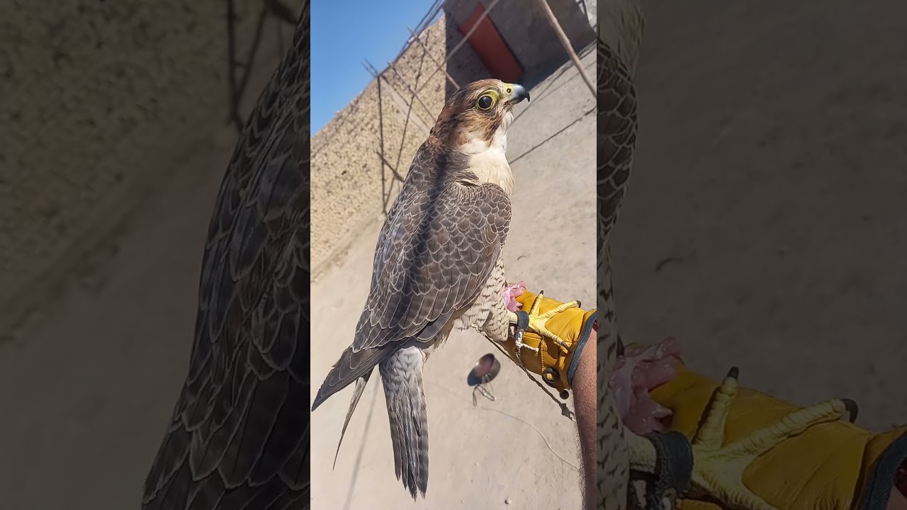 red naped shaheen call training #hunterzehri #falcon #video #birdofprey