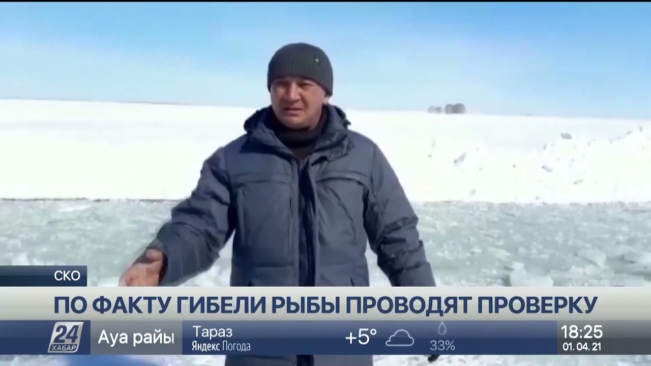 По факту гибели рыбы в озере в СКО проводят проверку