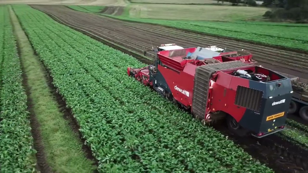 Stewart’s of Tayside - Harvesting Swede near Blairgowrie, October 2023. Dewulf Kwatro harvester