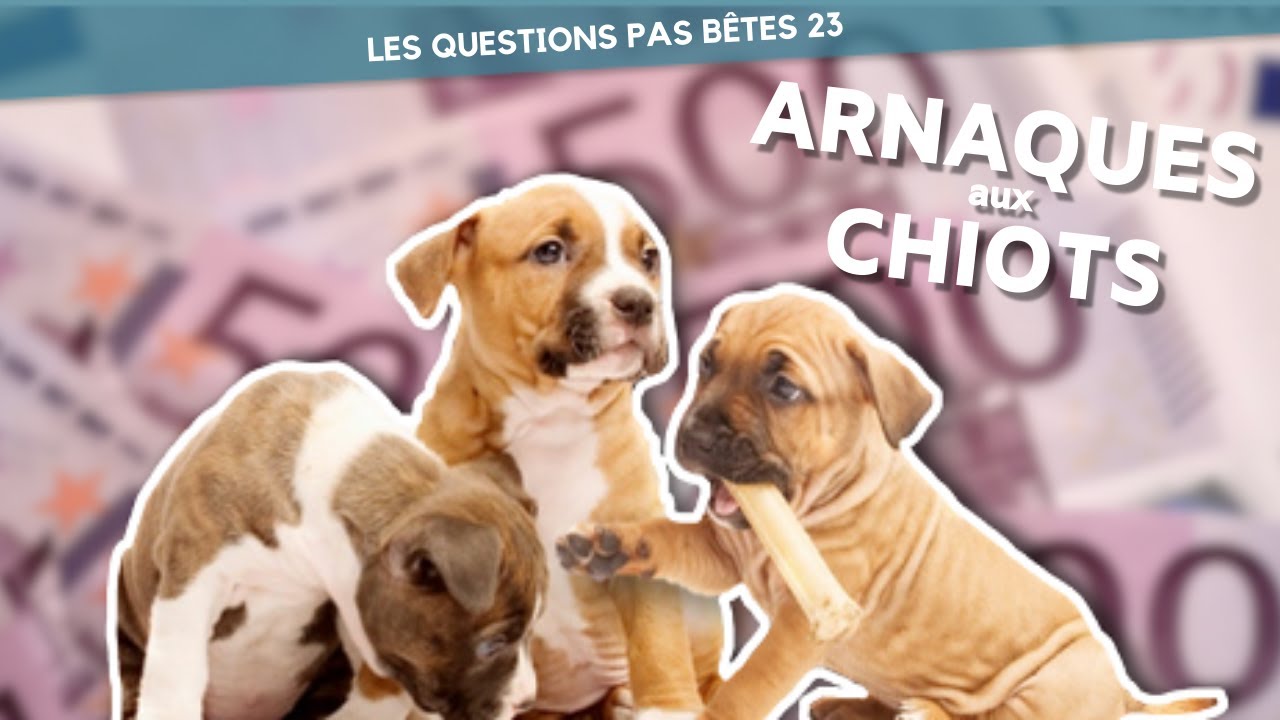 ARNAQUE AU CHIOT - comment faire ? - LQPB 23