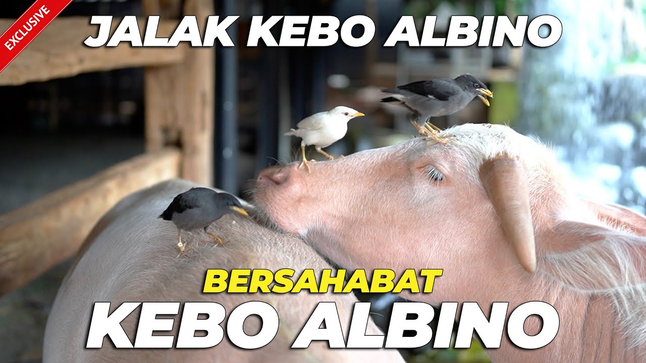 EXCLUSIVE..❗❗PERTAMA KALI..! JALAK KEBO ALBINO BERSAHABAT DENGAN KERBAU ALBINO..!