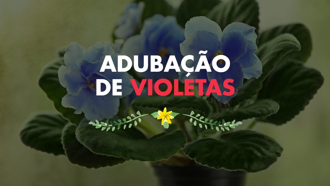 Adubação de Violetas
