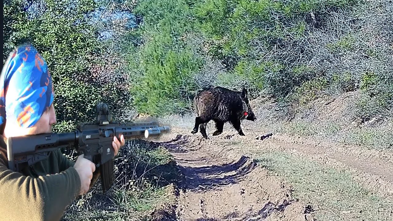 Huğlu XR 8 ile yaban domuzu avları / Wildboar hunting #hugluxr8 #okaysahin #wildboarhunt