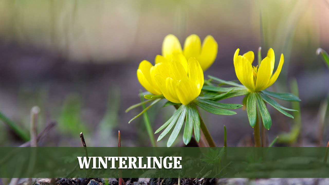 Die ersten Frühlingsboten: Winterlinge richtig pflanzen und pflegen!
