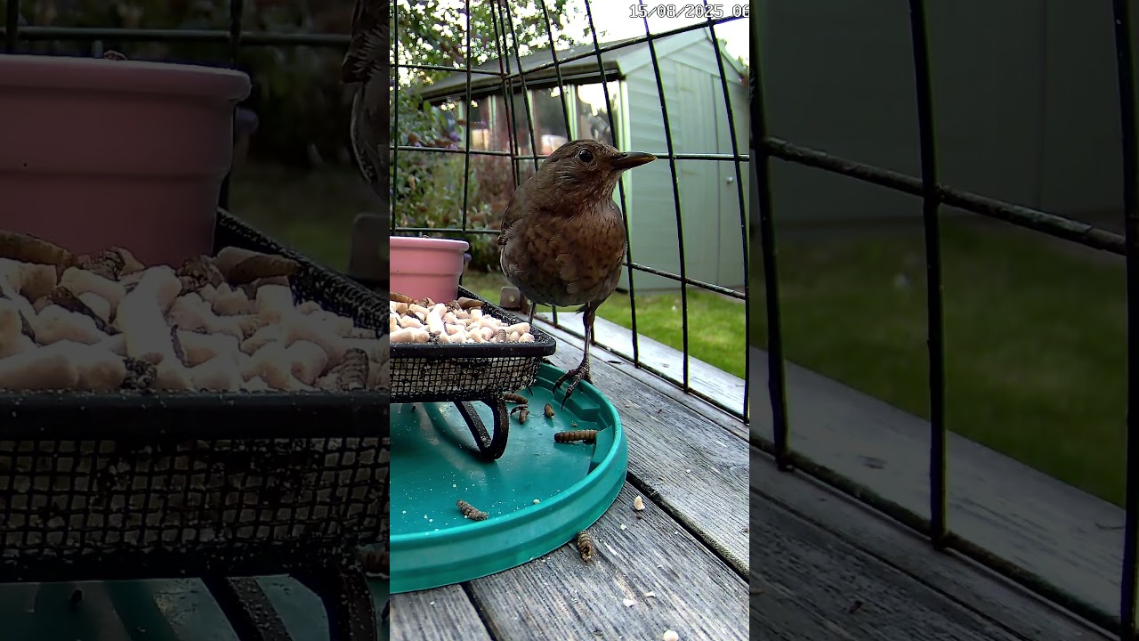 Mum on the Snarfle 💚#blackbird