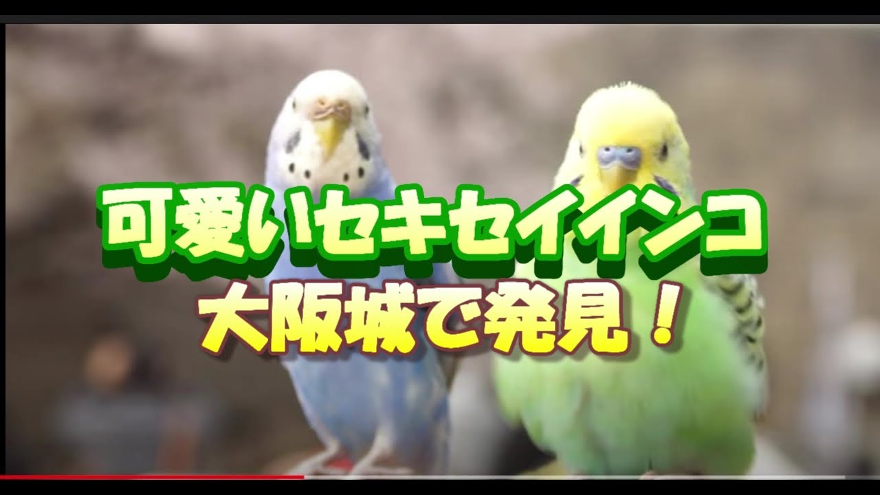 大阪城で可愛い２羽のセキセイインコ発見！