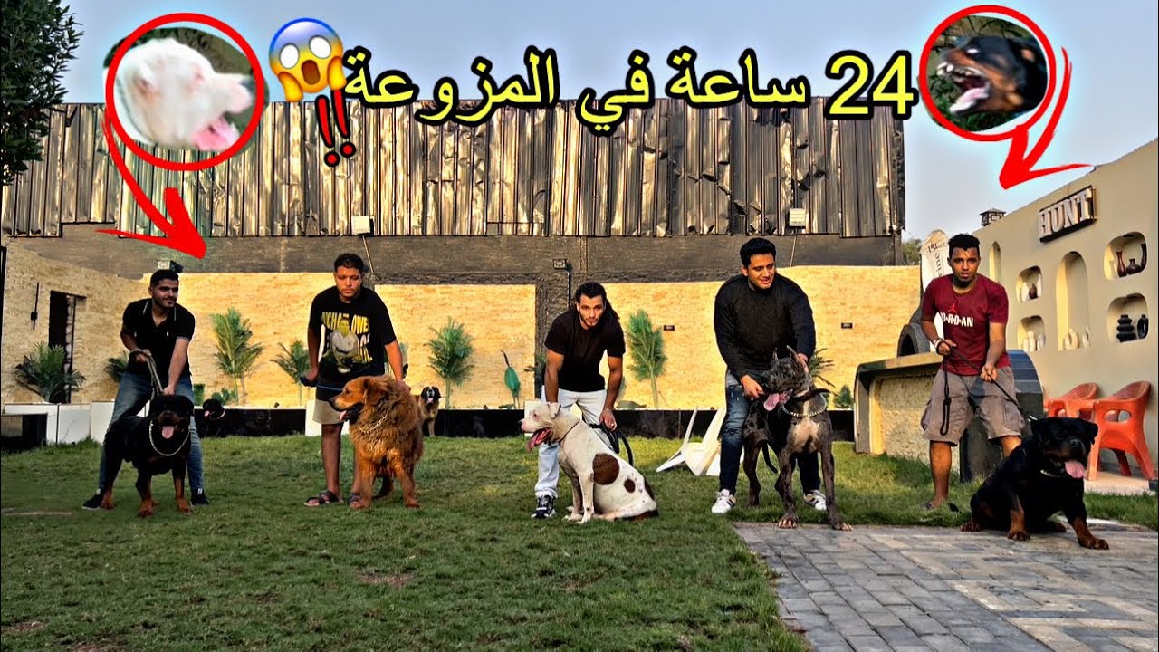 مواجهة بويكا وسلطان مع كلاب باسم هانط🐶😱 