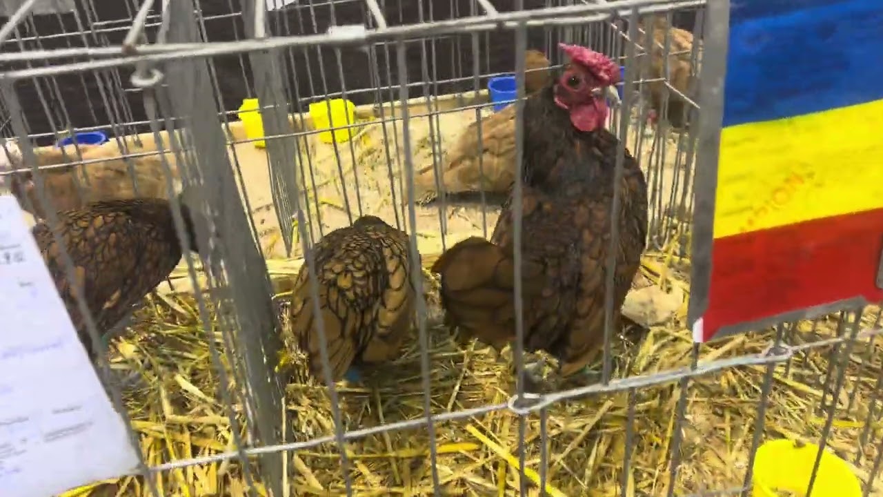 Expoziția de Porumbeii,Găini și Iepuri de la Pitești ‼️🕊️🦆🪽🐰