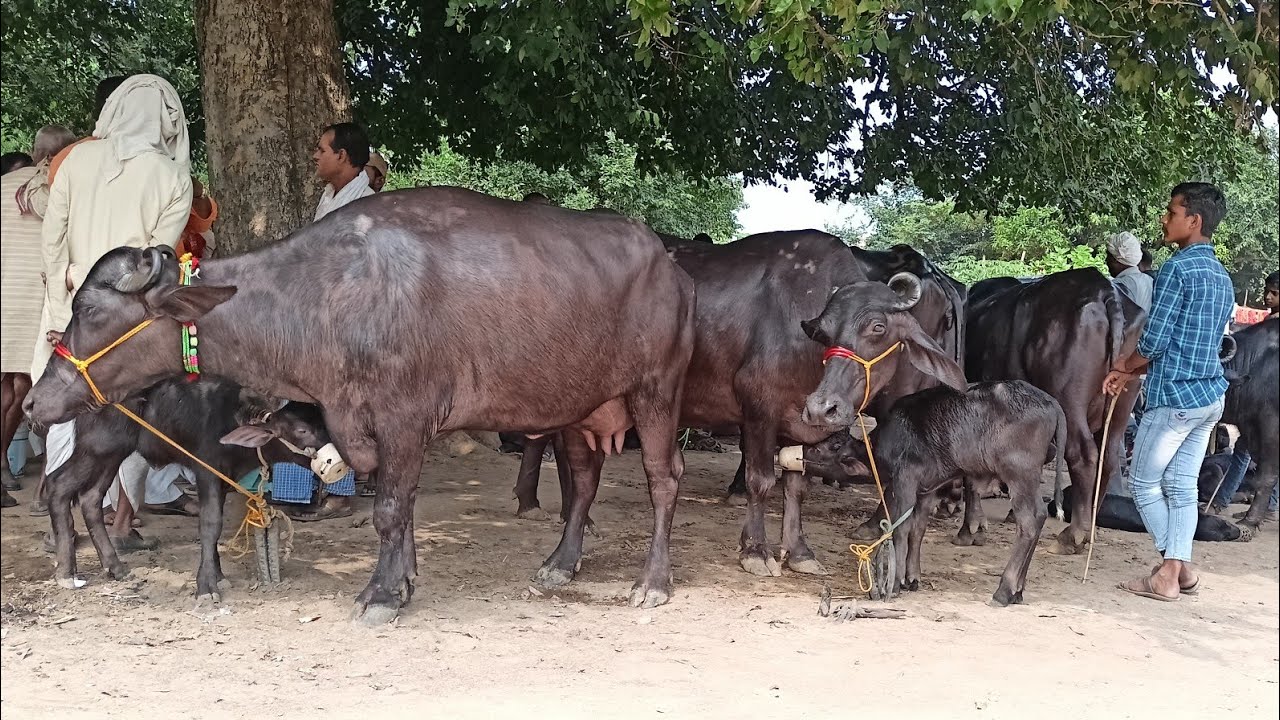 #बिहार के भोजपुर जिले की #बिहीया पशु मंडी से दुधारू भैंसों का कीमत जानीए | Buffalo Mandi in Bihar