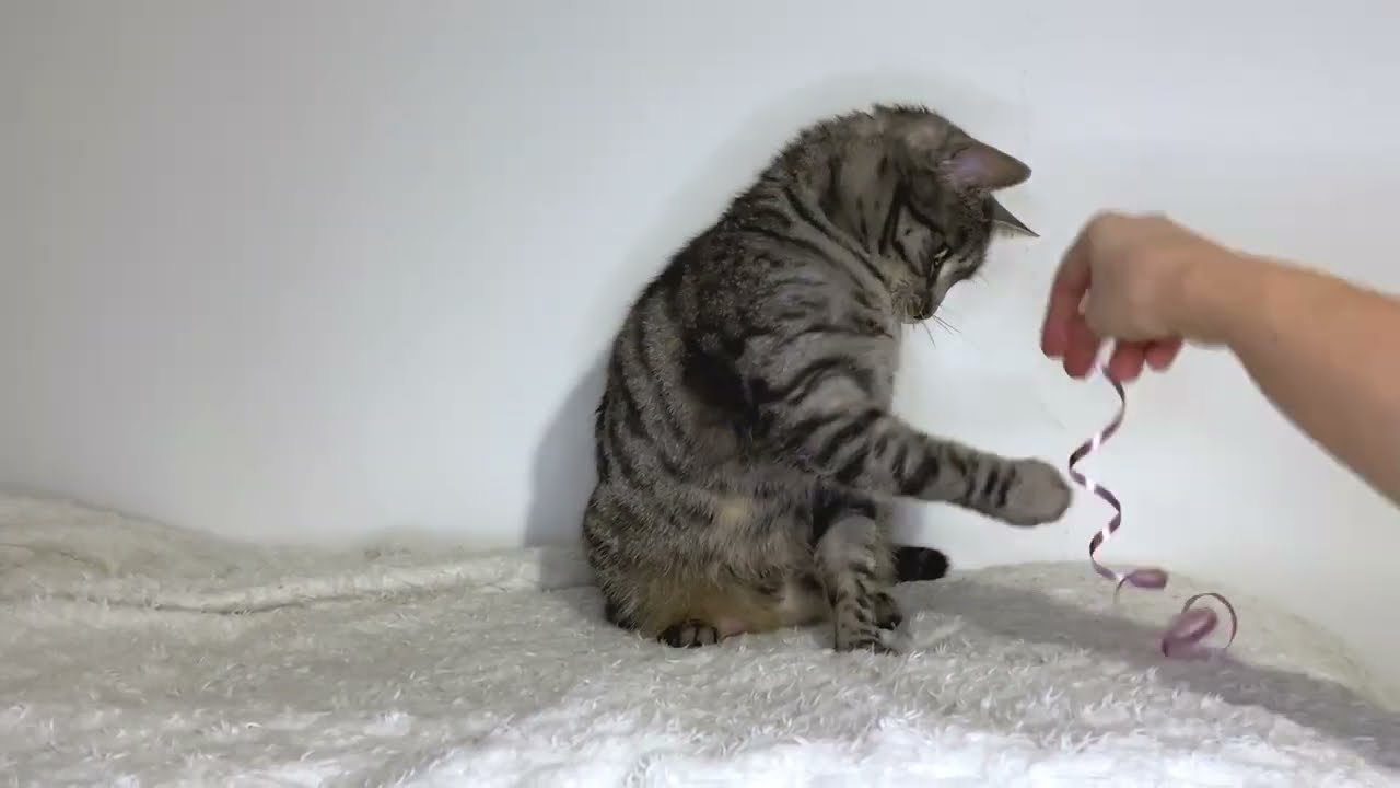Cute Cats Playing and Relaxing 🐱 Fun Cat Moments