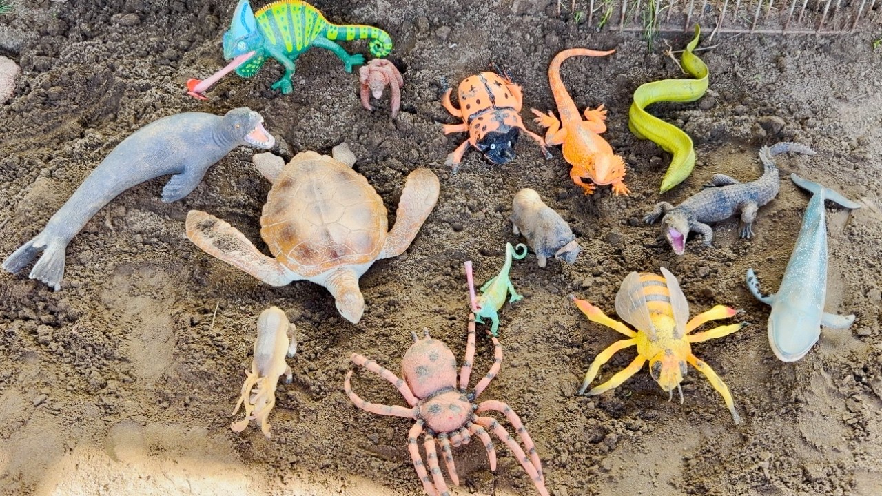 ANIMALS  IN DIRT COLLECTION WITH WHALE,SPIDER TOYS  Learning Names for kids