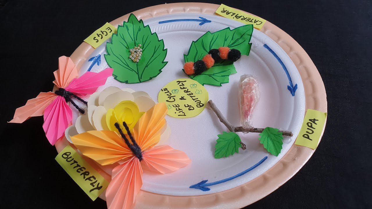 Life cycle of a Butterfly 🦋|| From caterpillar to butterfly || Butterfly Life Cycle craft / Project