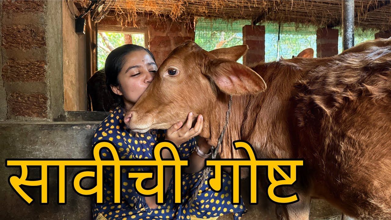 सावीची गोष्ट | Emotional Story of a Calf | Kokan | Key of Happiness 