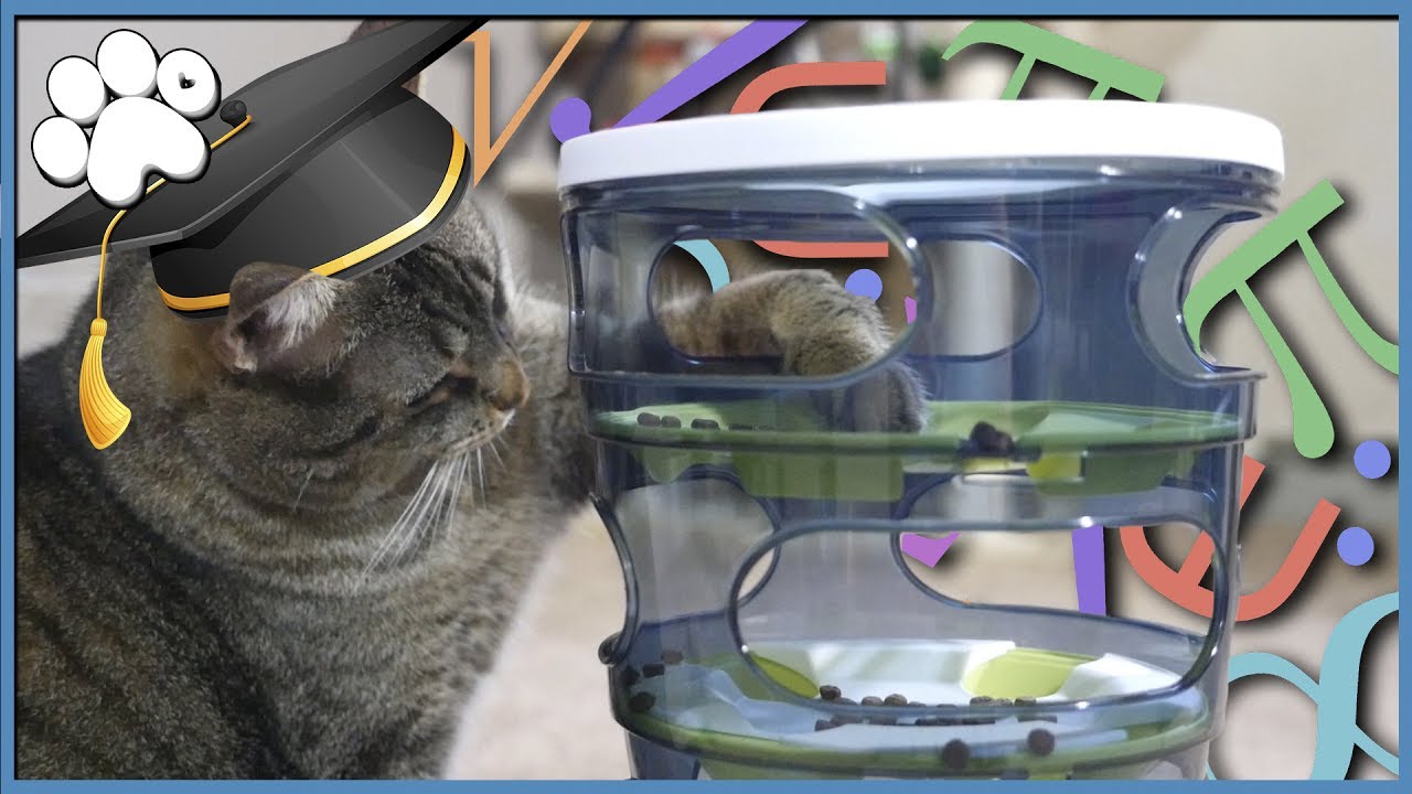 CAT IQ TEST - How Smart Is Our Cat?