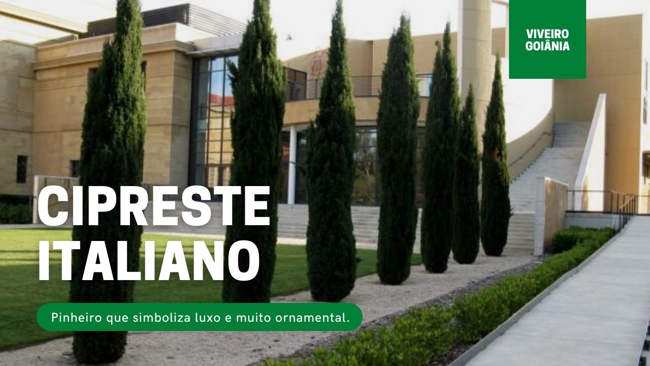 Mudas de Cipreste Italiano (Piramidalis)