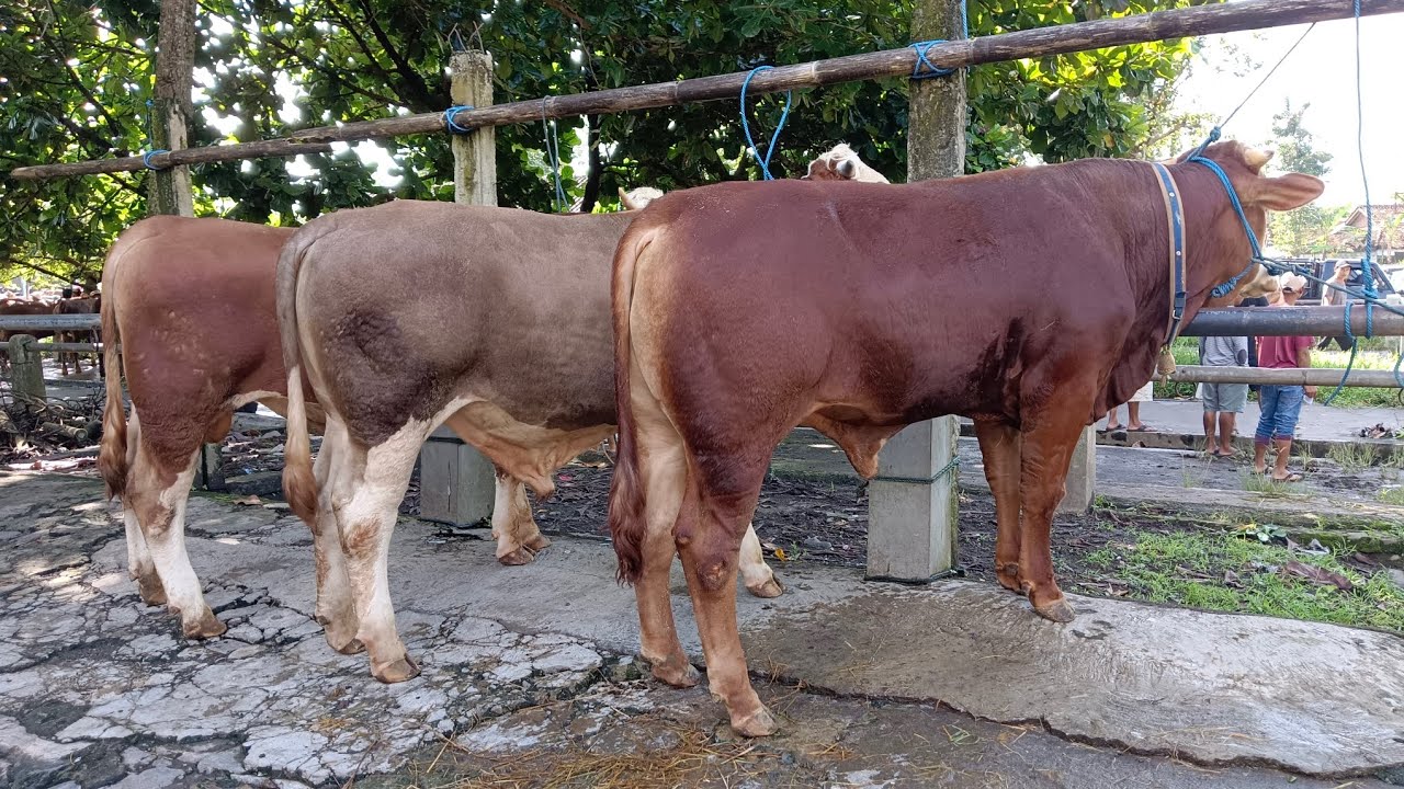 Harga sapi siapan kurban pak saroji pasar hewan Muntilan pertengahan Ramadhan 2026