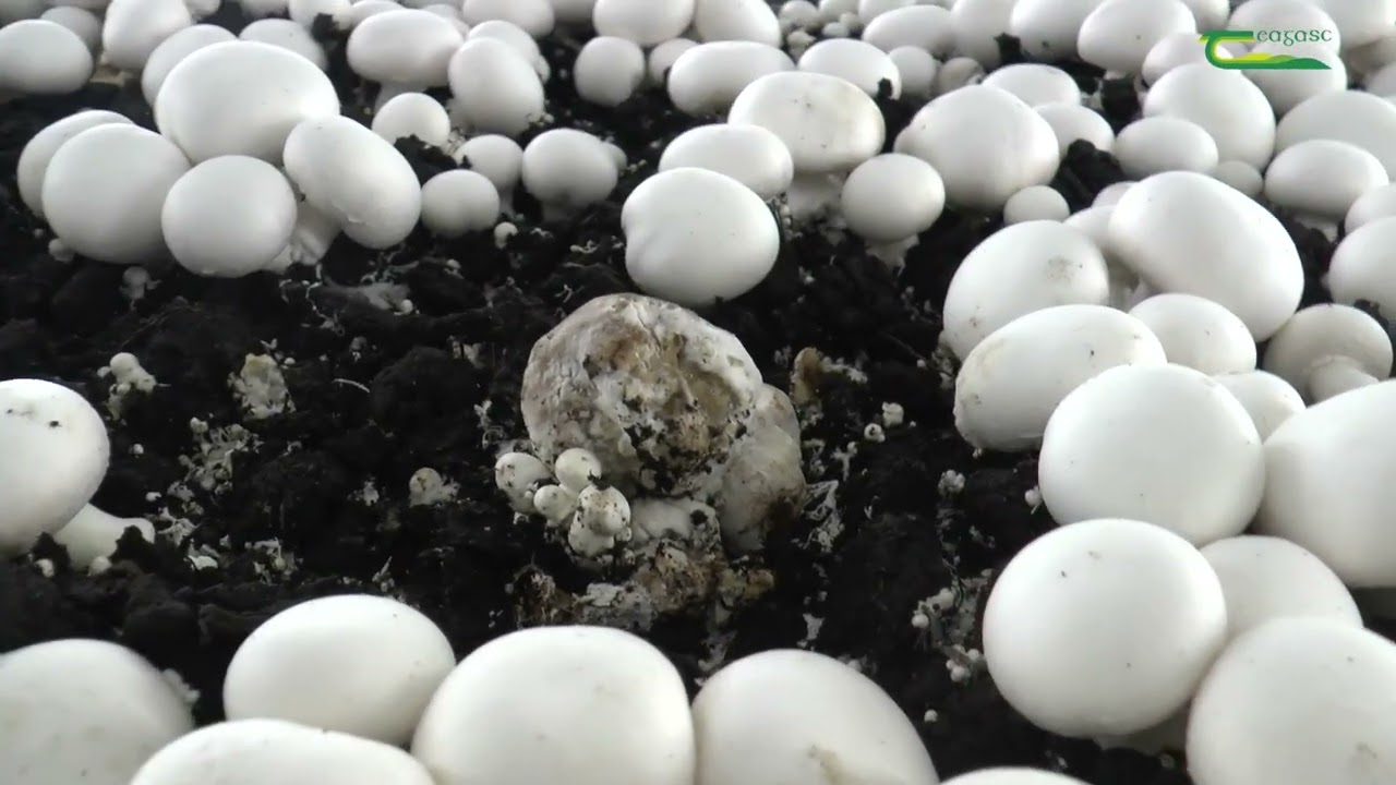 (Dry Bubble) Lecanicillium control in mushroom crops.