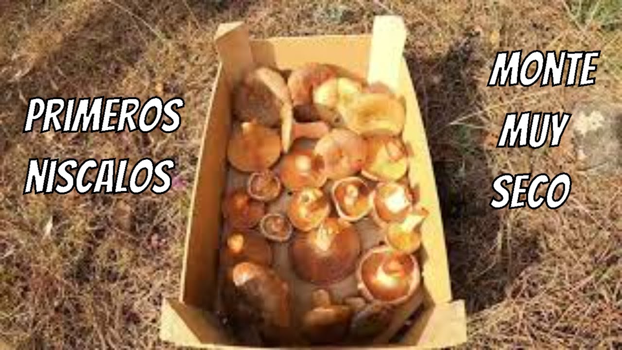 Niscalos 2022 * lactarius deliciosus