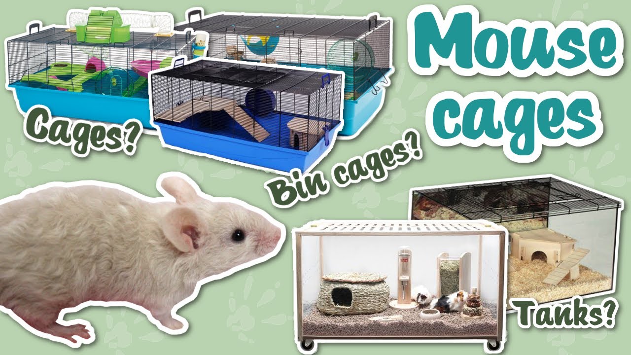 What cages are best for mice?