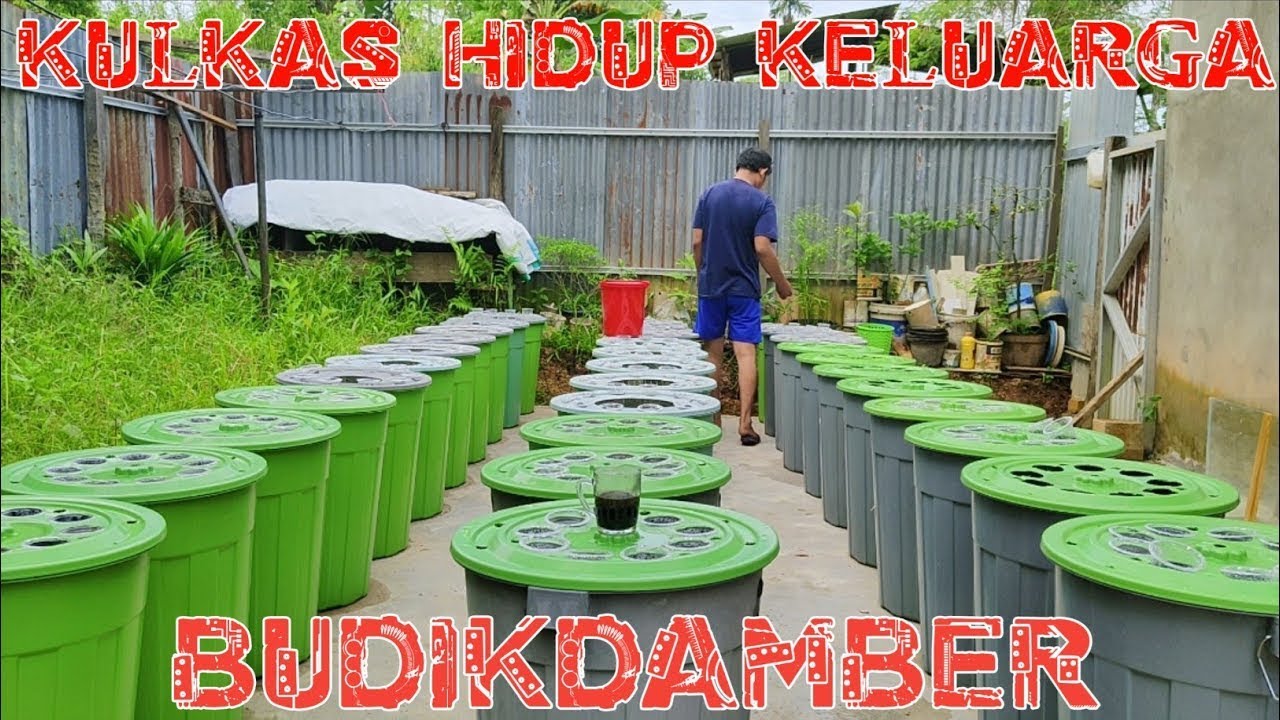 Meraup Untung dari Budidaya Ikan dan Sayur Dalam Ember - BUDIKDAMBER