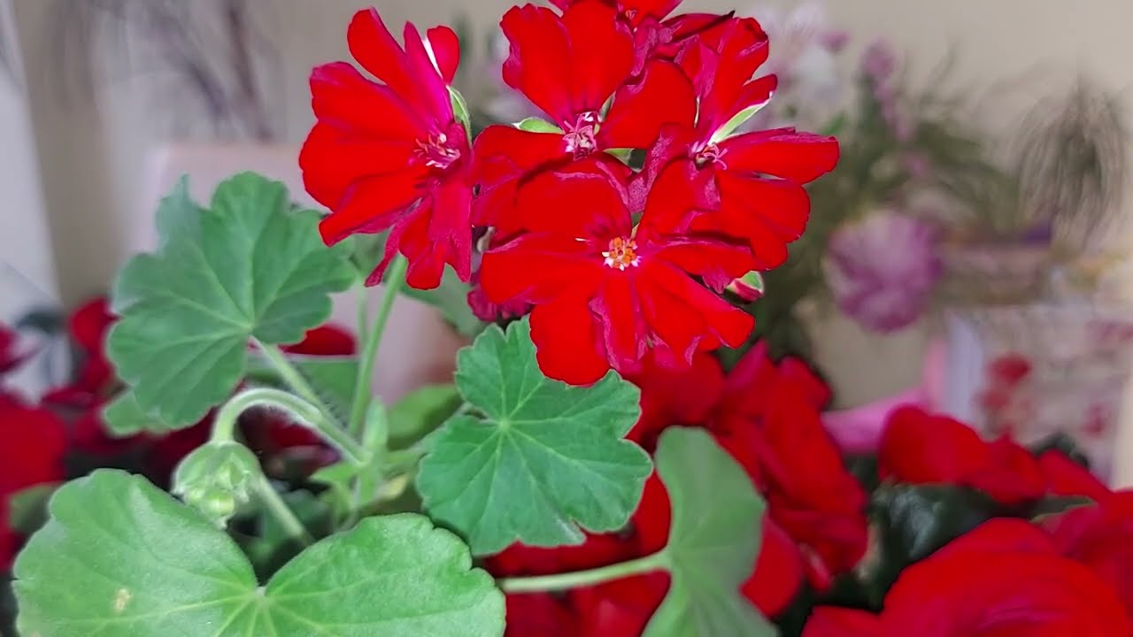Najlepsze naturalne nawozy do pelargonii - Domowy naw&oacute;z do pelargonii