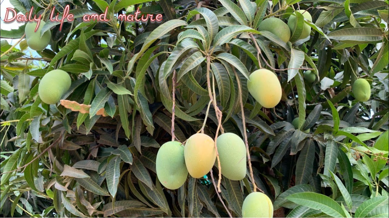 How To Harvest Mango || Mango Harvesting || Mango Harvest Use Long Bamboo Stick