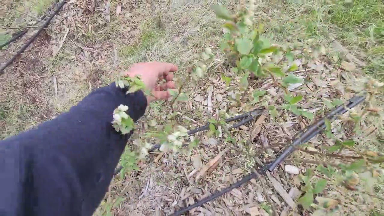 Голубика в мае 2023. сравнение инвитро с черенками.