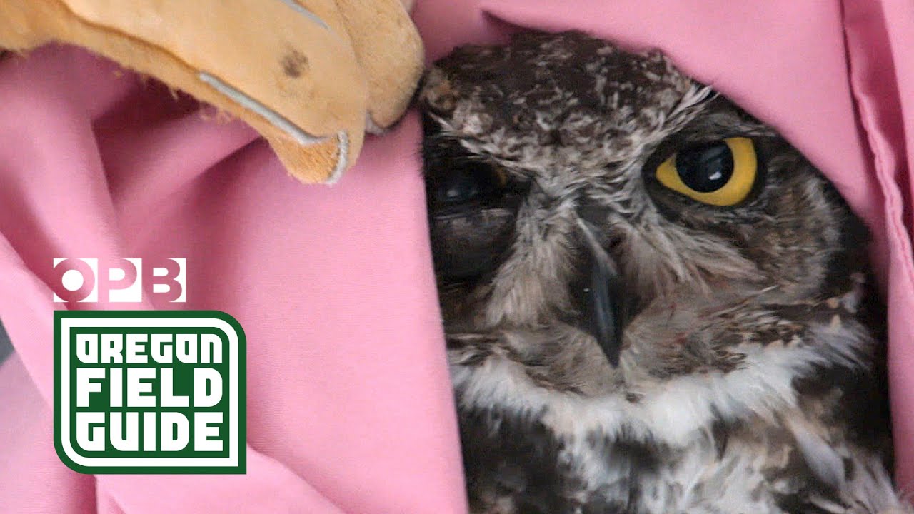 Healing native animals in Central Oregon | Think Wild | Oregon Field Guide