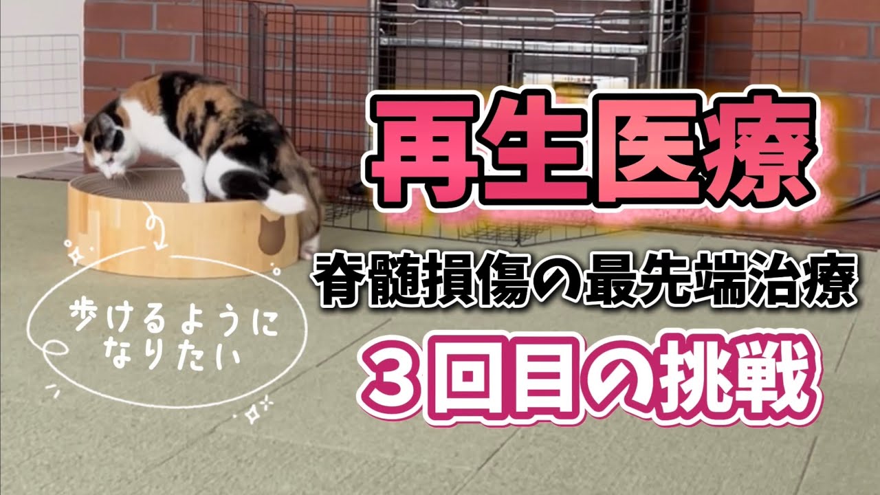 【脊髄損傷】下半身不随のネコが３回目の再生医療に挑戦⌇最先端の治療で奇跡をおこしたい✨ #幹細胞移植 #再生医療  #下半身麻痺猫 #動物再生医療 #下半身不随治療