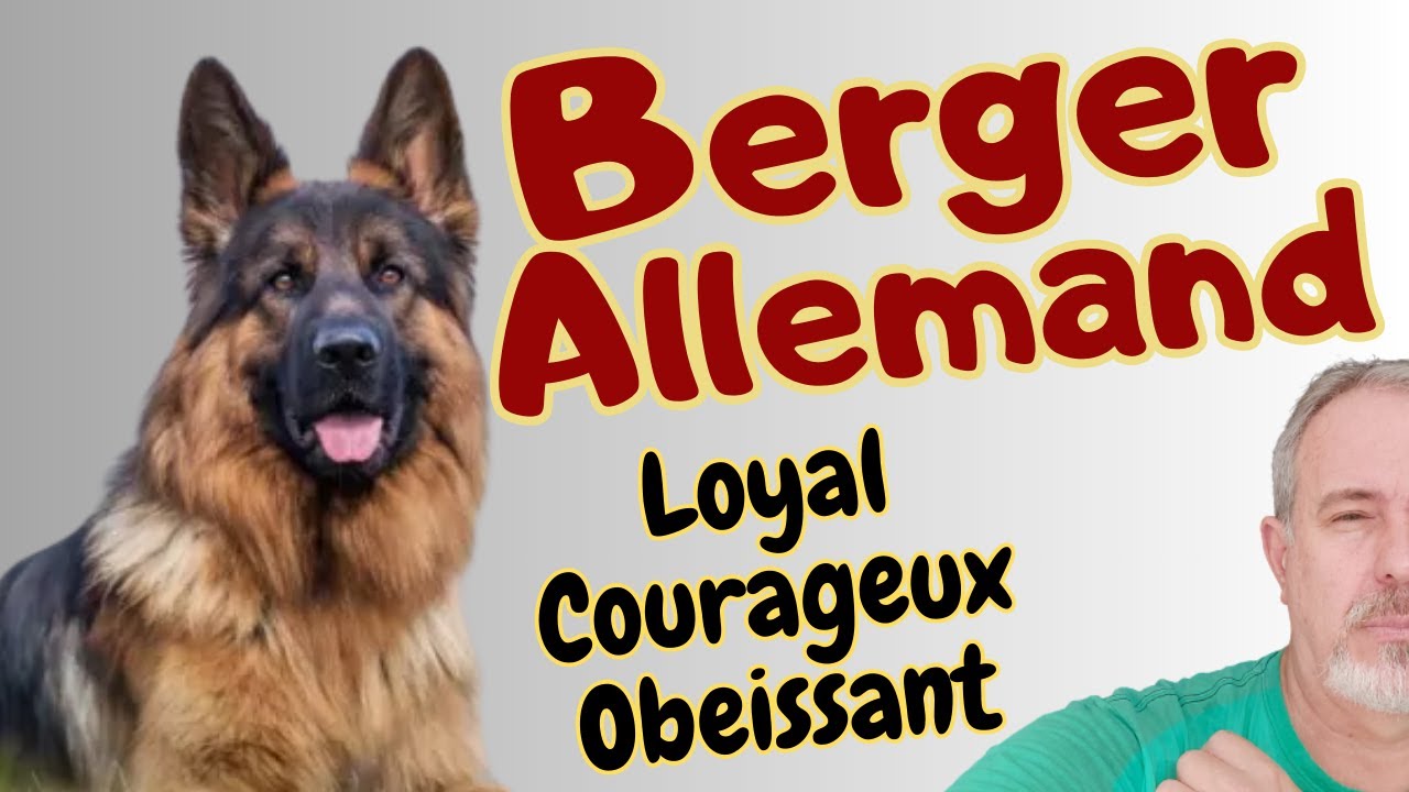 LE BERGER ALLEMAND