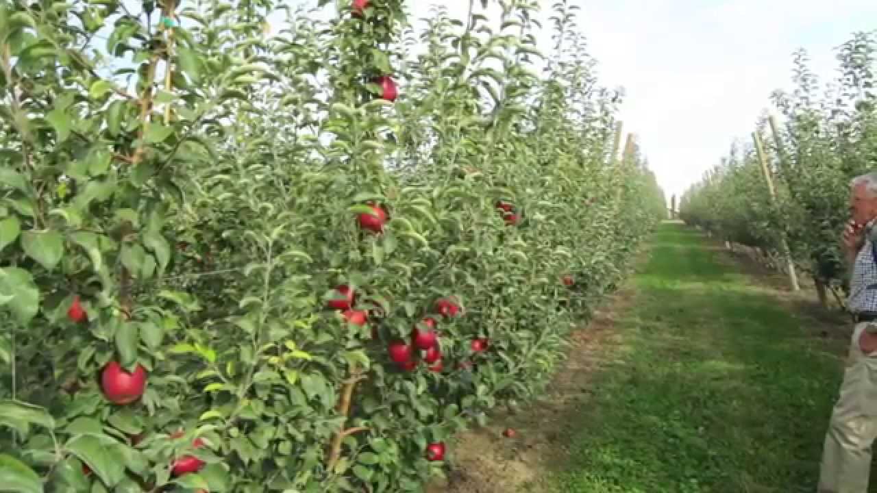 Cosmic CrispTM WA 38 Field Days – September 17 and 30, 2014