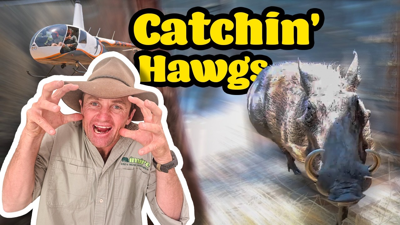 Warthog Capture – The Clowns of the Bush!