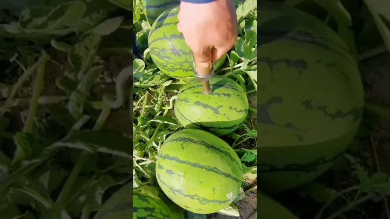 Watermelon Injection 😆