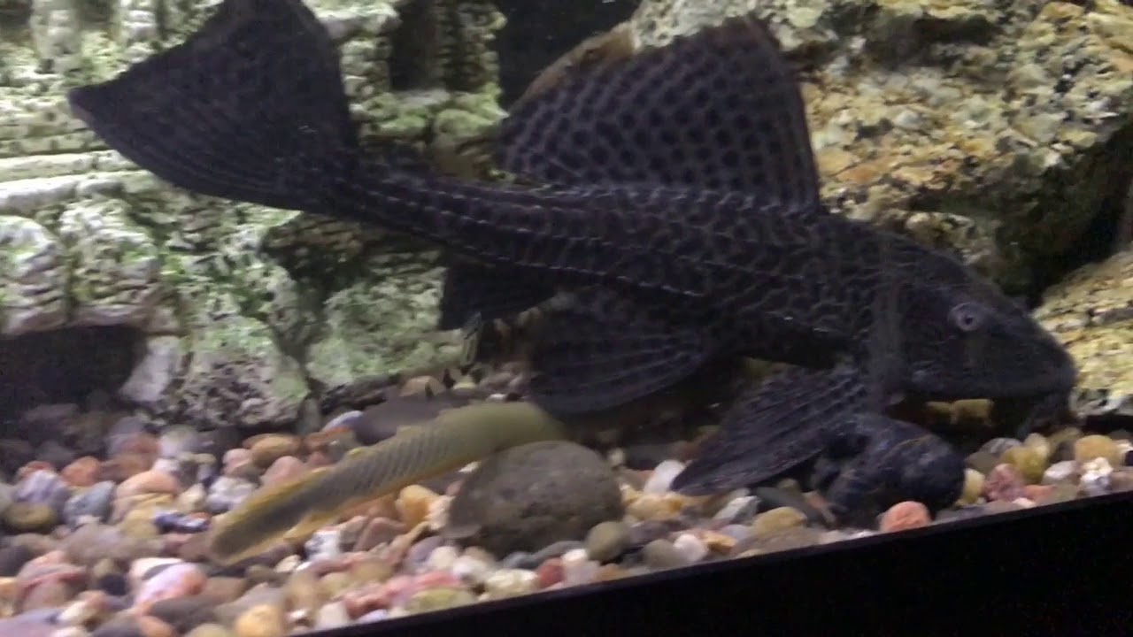 Why My Rope Fish Doesn't Escape