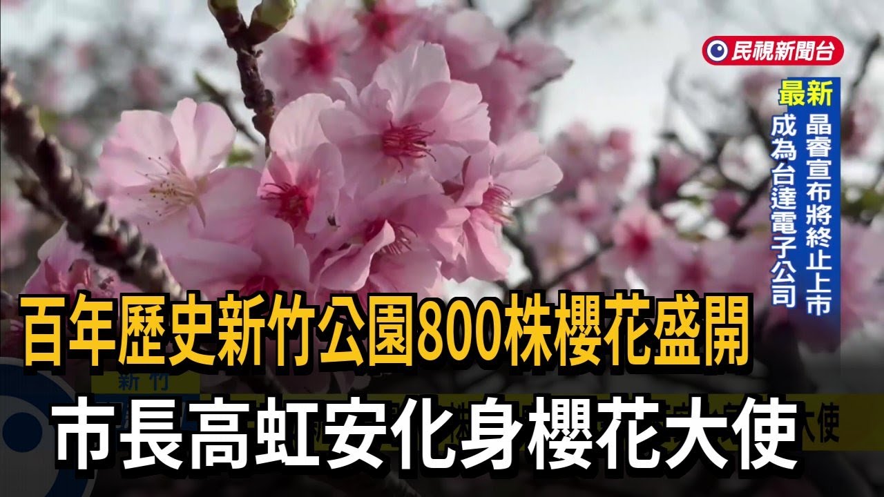 百年歷史新竹公園800株櫻花盛開 市長高虹安化身櫻花大使－民視新聞