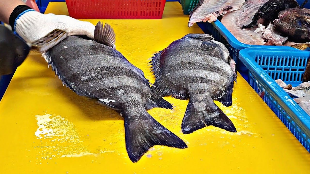 전복먹고사는 자연산 돌돔2마리 striped beakperch , rock bream