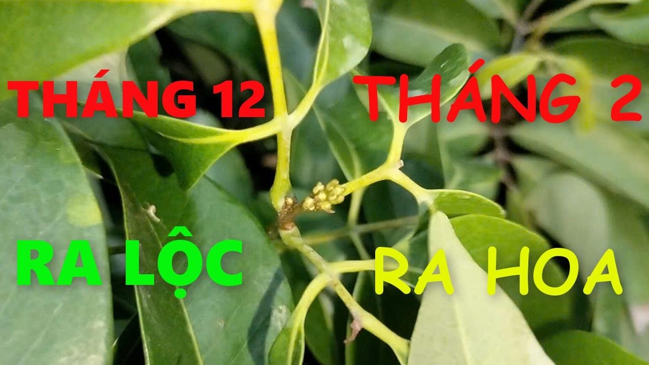 Ủ hoa là xưa rồi! Ra lộc đến ra hoa chưa đầy 3 tháng.