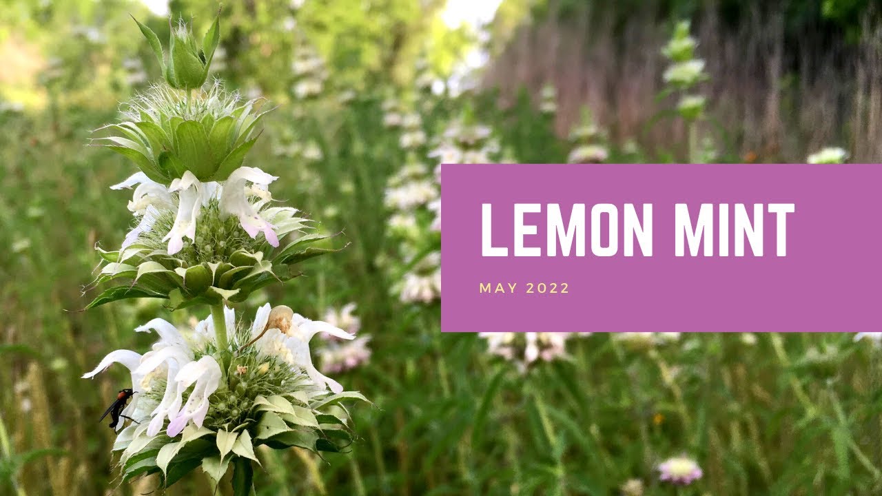 Lemon Mint | Plant of the Month