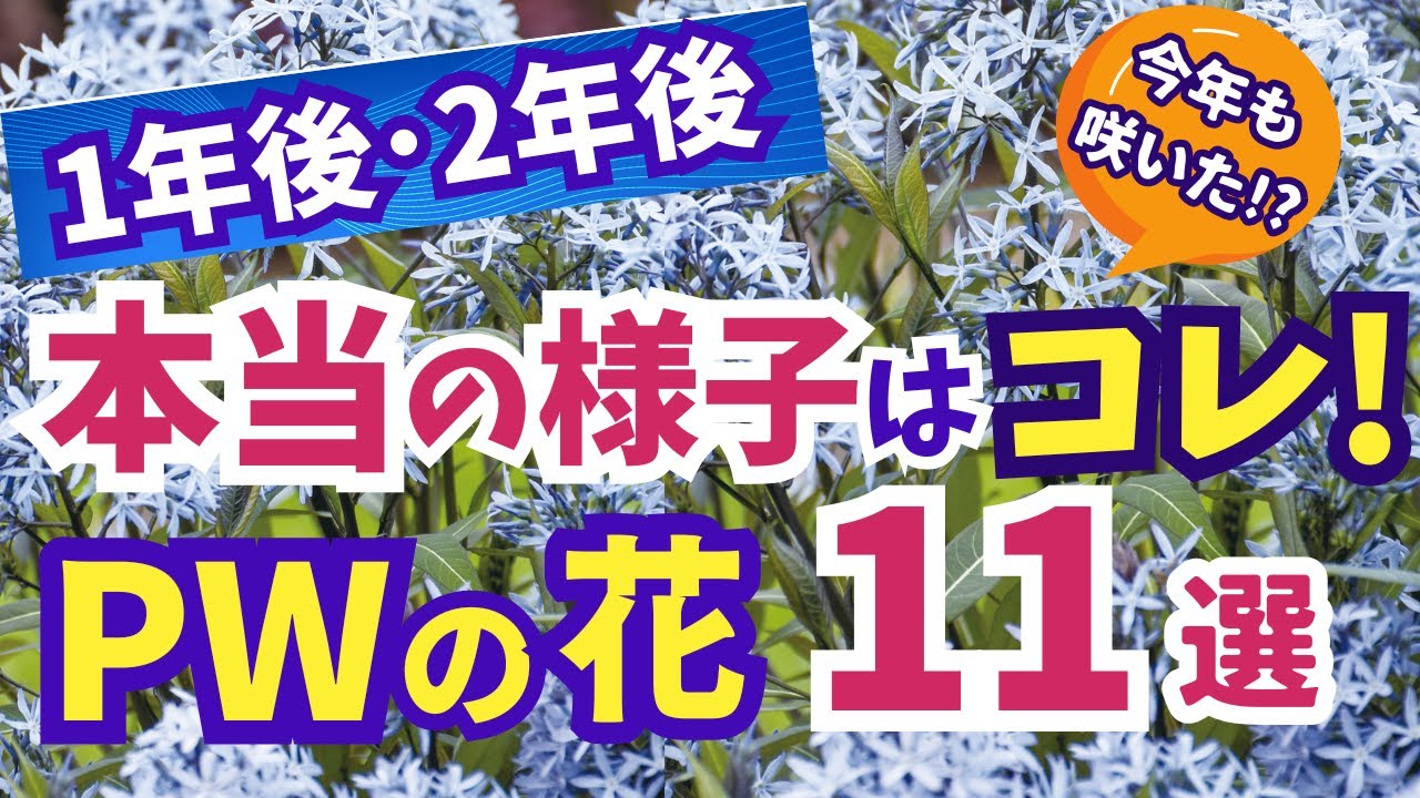 【ガーデニング】PWの花の１年後･２年後はどうなったか！ほったらかしでも咲いた!?本当の今年の様子11選の紹介！ほったらかしの庭・Gardening