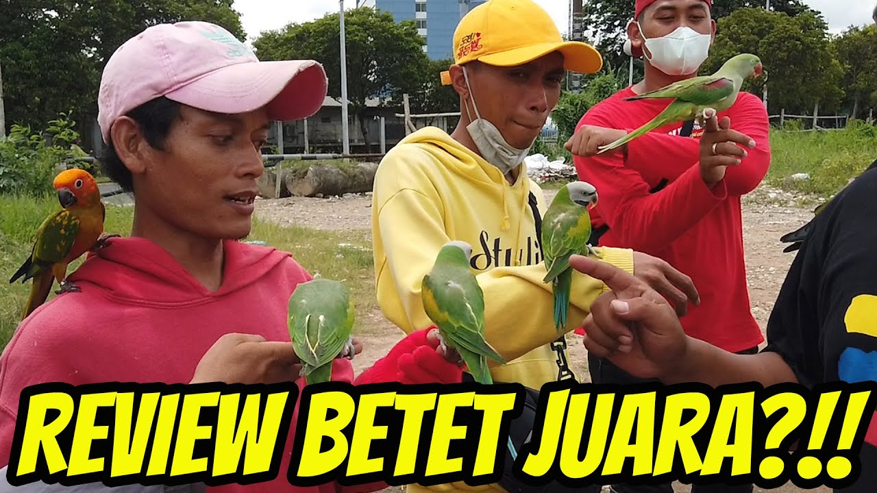 REVIEW BURUNG BETET JUARA KOMUNITAS JAKARTA FREE FLY