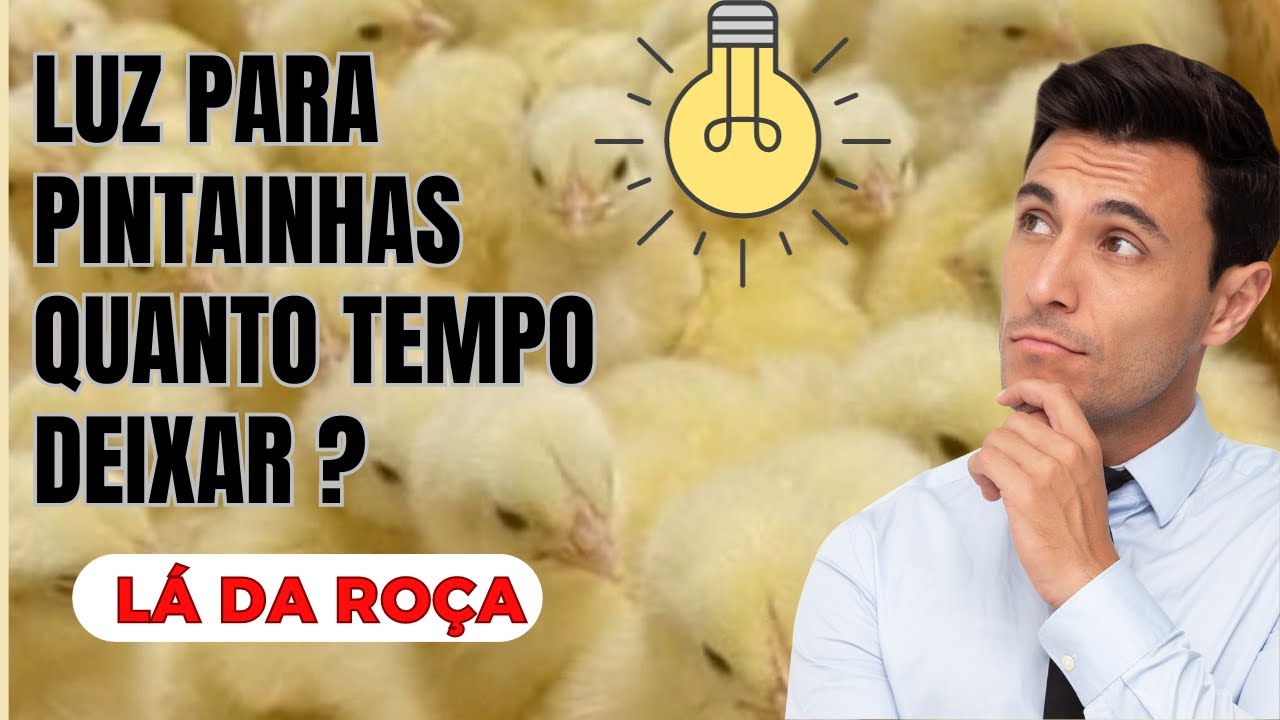 N&atilde;o compre pintainhas de postura antes de assistir esse v&iacute;deo! Luz e aquecimento para pintainhas!