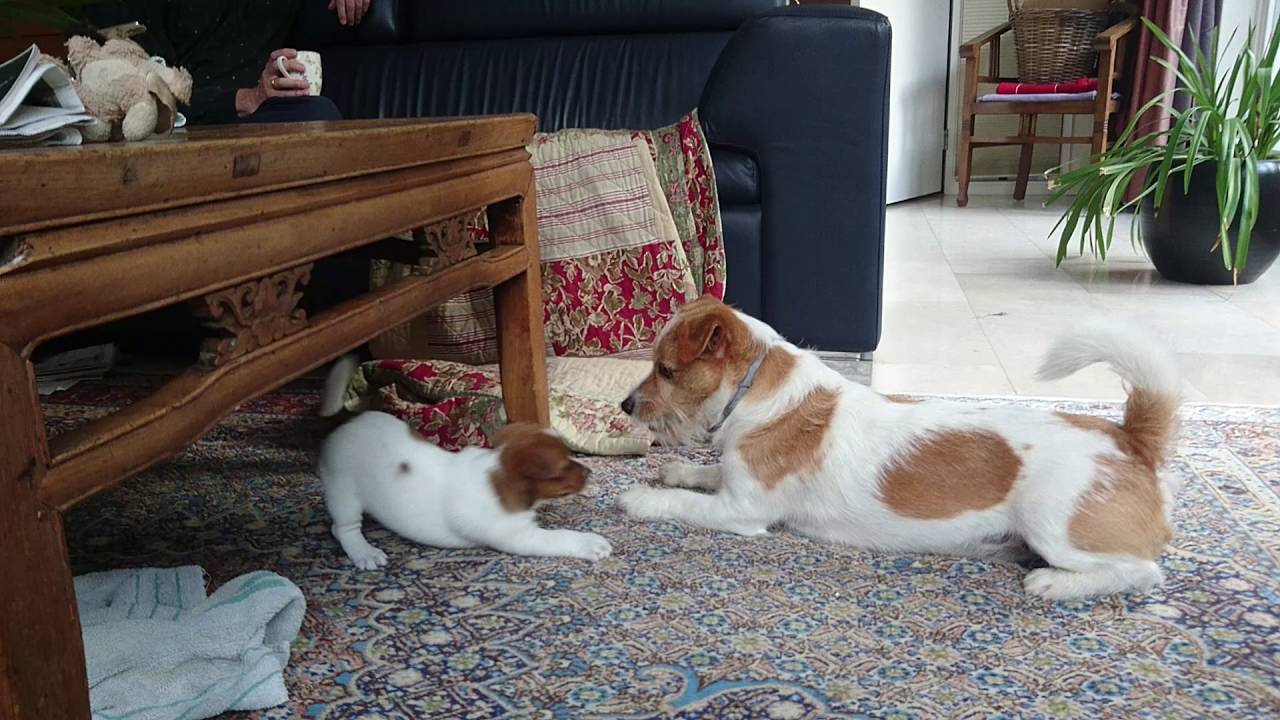 Jack Russell Terrier Sam playing with his new baby sister