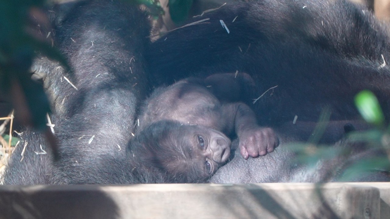 Самая длинная колыбельная: baby gorilla который не хочет спать Gorillas family / ape