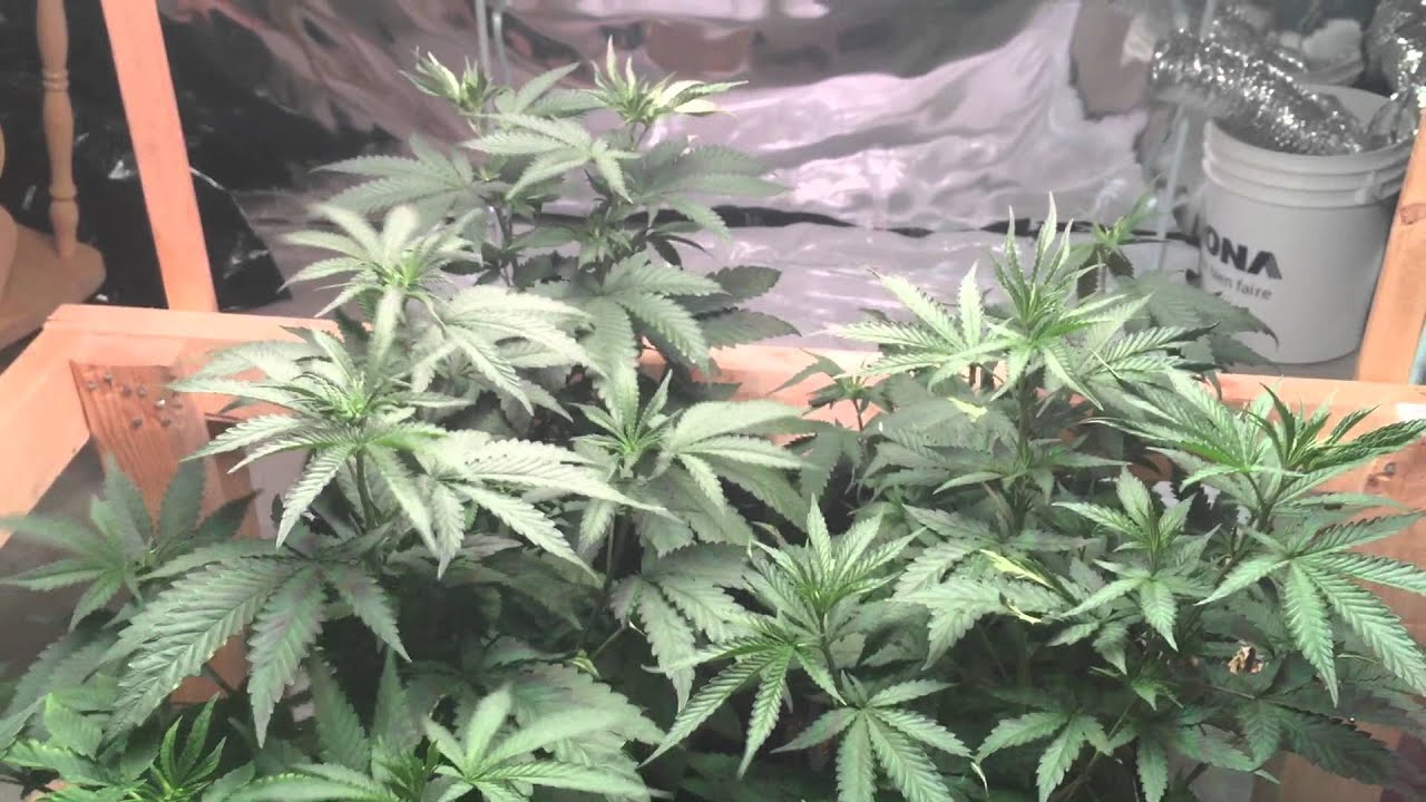 Med-Man Brand Silver surfer pheno hunt