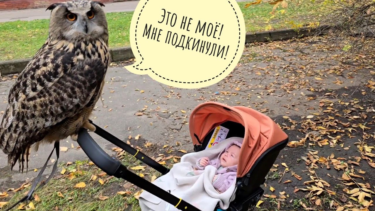 Сова филин Ёль блюдёт традиции, работает второй день на Рептилиуме и едет домой. Общая соватмосфера 
