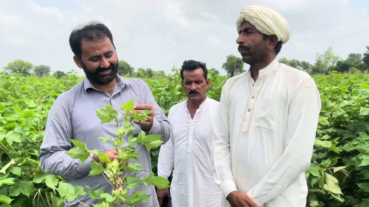 Best Cotton Varieties FH tristar and Mr2 / aj kapas visit khanewal part 1 / Daily Routine Farmer