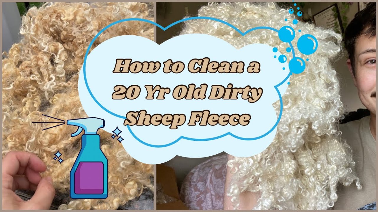 Cleaning 20 Yr Old Dirty Sheep Fleece: Tips for Stubborn Lanolin & Scouring